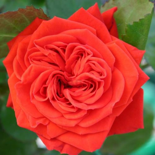 Rozen bestellen en bezorgen - Rosa Chica Flower Circus® - matig geurende roos - Stamroos - Engelse roos - rood - W. Kordes & Sonsbossige kroonvorm - 0